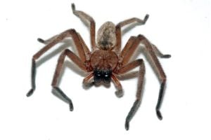 Social Huntsman (Avondale spider in NZ)