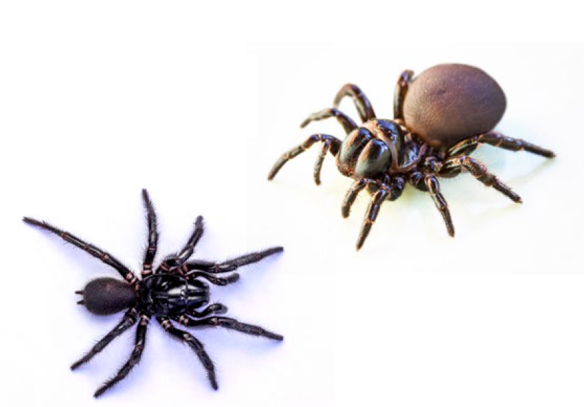 Mouse and funnel web comparison