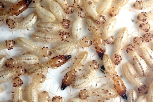 A group of termites showing uric acid spots accumulating in their fat bodies