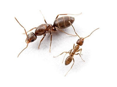 Argentine ant