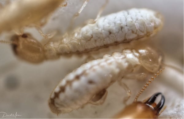Close-up of uric acid build-up in termites' bodies