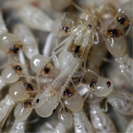 A group of termites with the central termite undergoing moulting