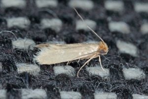 Adult clothes common moth, golden in colour without any spots