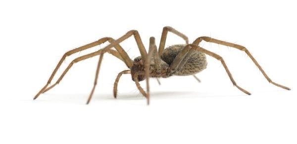 A spider walking on the tips of its legs