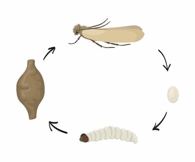 Life cycle of a textile moth showing the four stages: egg, larva, pupa, adult