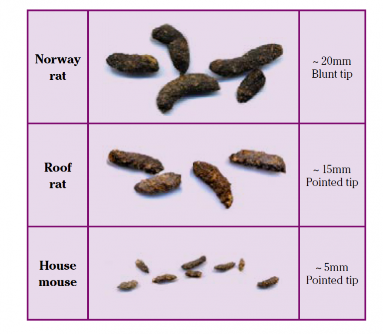 Pest Poop Identification Chart At Ryder Sturdee Blog