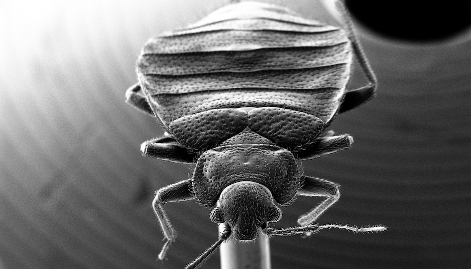 Close up of adult bed bug