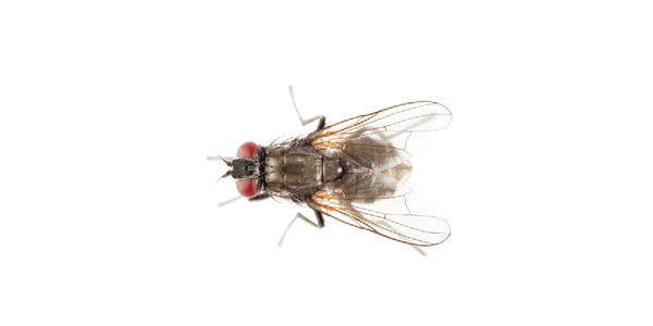 Housefly