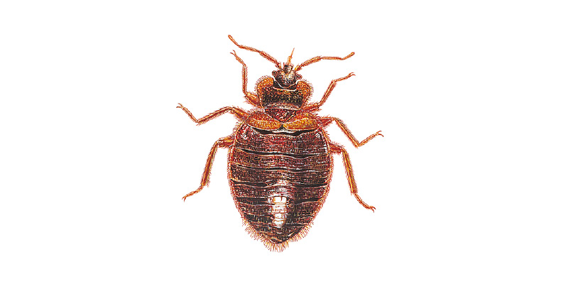 Adult bed bug Cimex Lectularius