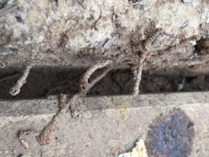 Termite mud tubes in untreated plots