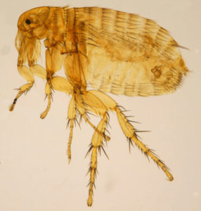 oriental cat flea, primary vector for the plague and murine typhus