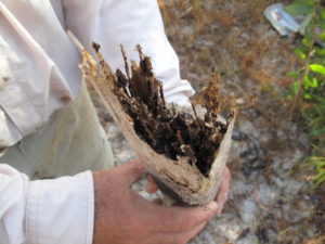 Monitoring stake in termite trials