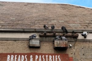Birds resting on ledge and gutter before installing bird spikes
