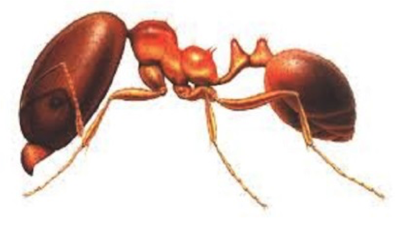 Coastal brown ant