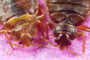 Comparison of common bed bug (left) and the tropical bed bug (right).