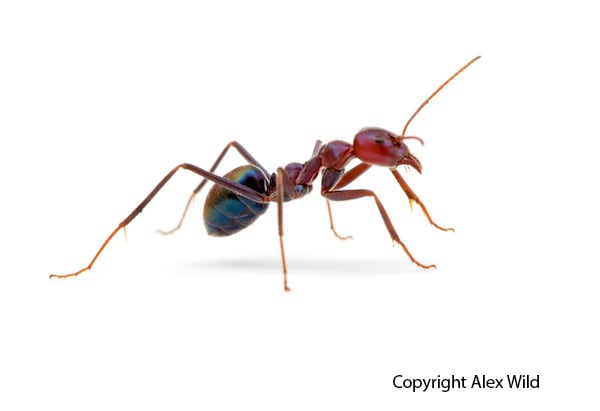 Iridomyrmex purpureus
