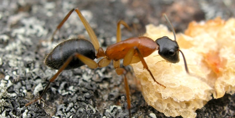 FUNNEL ANTS – DIGGING FOR GOLD - Professional Pest Manager