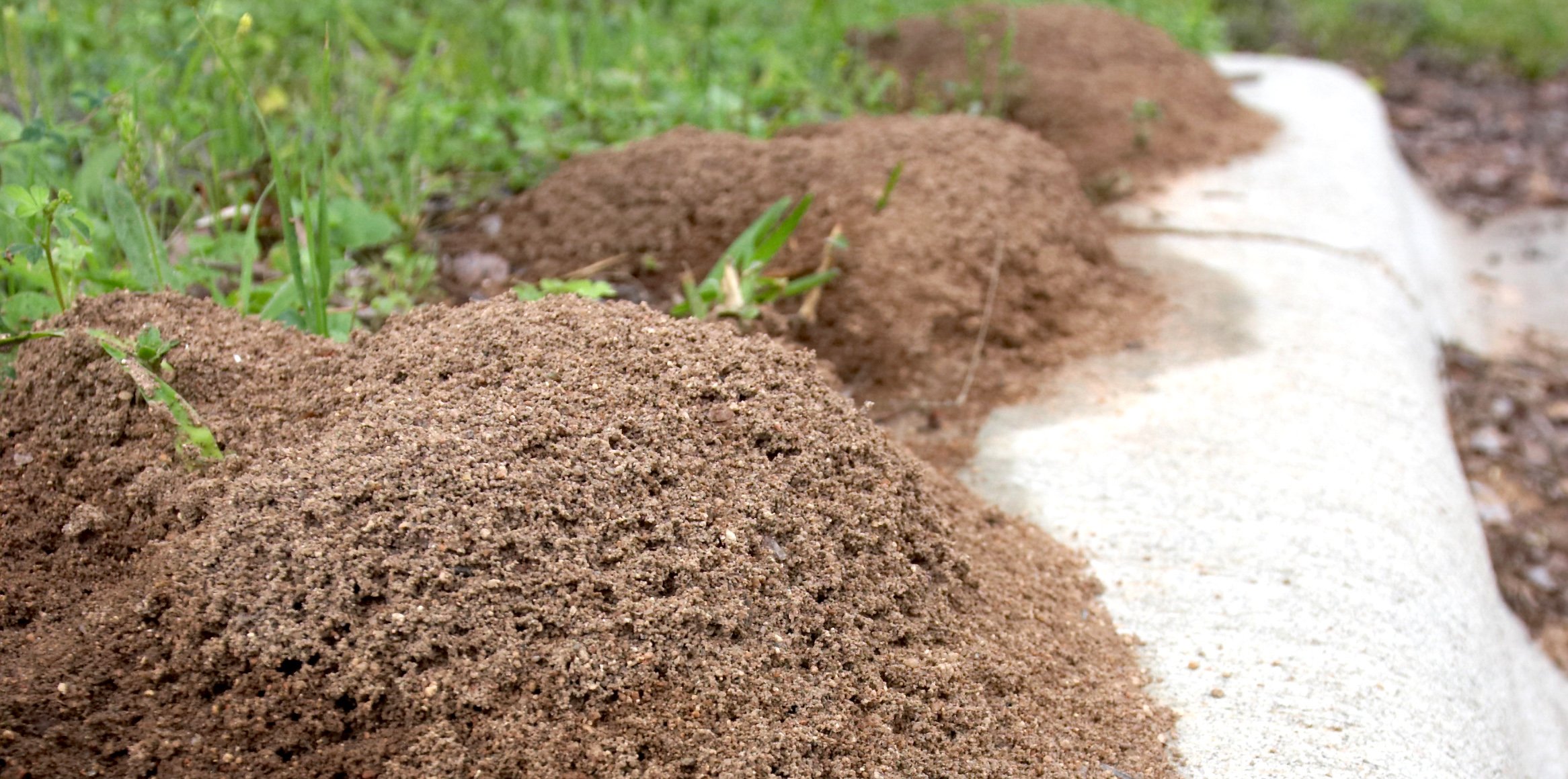 fire ant nests