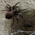 Black house spider