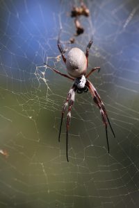 Golden orb weaver spider in web