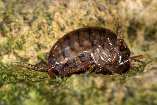 Lawn prawn or landhopper or amphipod