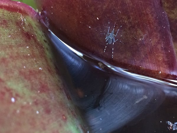 Mosquito and larvae in bromeliad