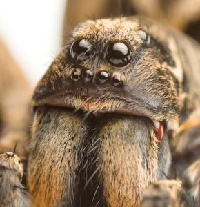 Close up of wolf spider eyes