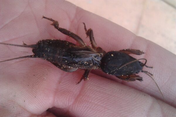 Mole cricket