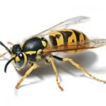 European wasp