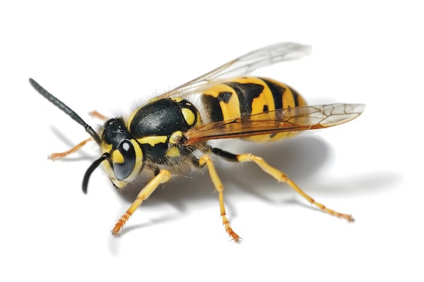 European wasp