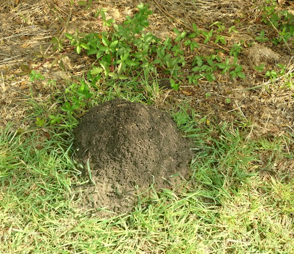 A hill made by fire ants mounds up at the edge of a swamp in suburban Texas