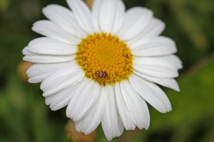 Carpet beetle on flower