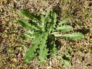 cat's ear weed