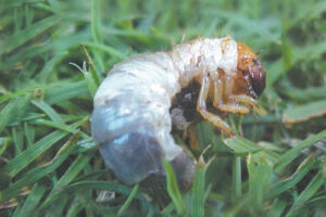 curl grub scarab beetle
