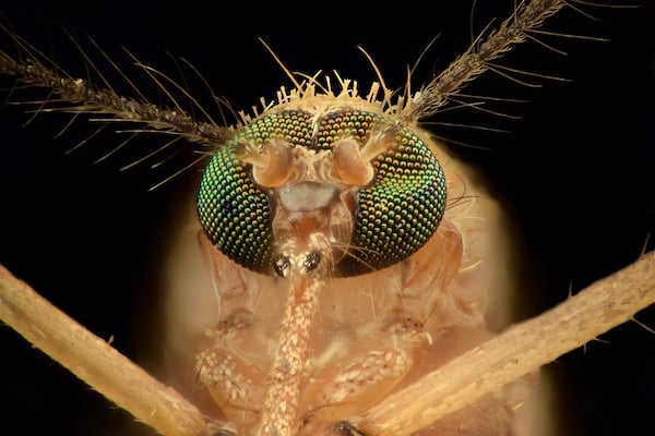 Close up of mosquito eyes