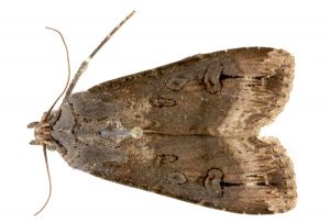 black cutworm moth