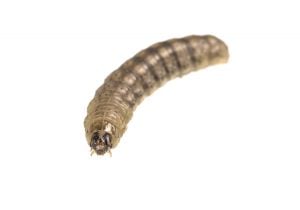 black cutworm caterpillar