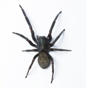 Black house spider image