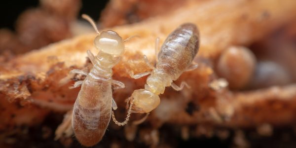 Worker termites