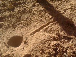 Antlion track and trap
