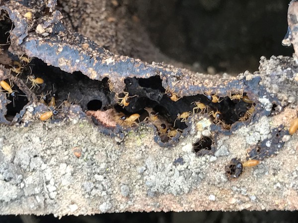 Termite in bait station