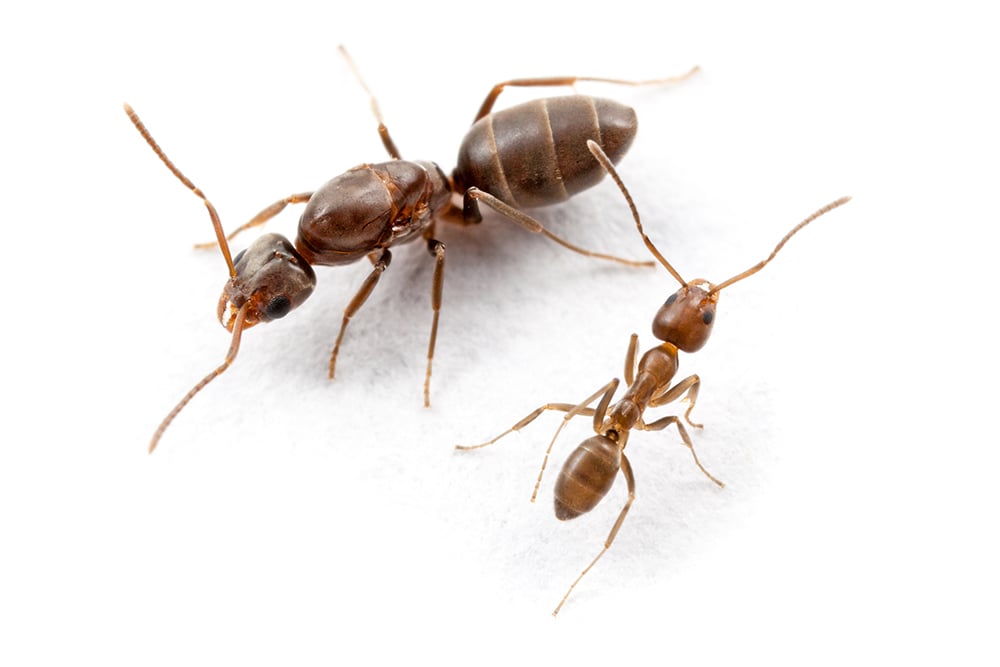 Argentine ant queen and worker image