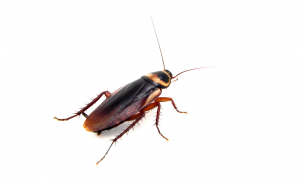 Australian cockroach