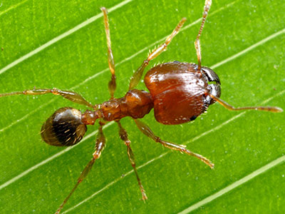 Big headed ant