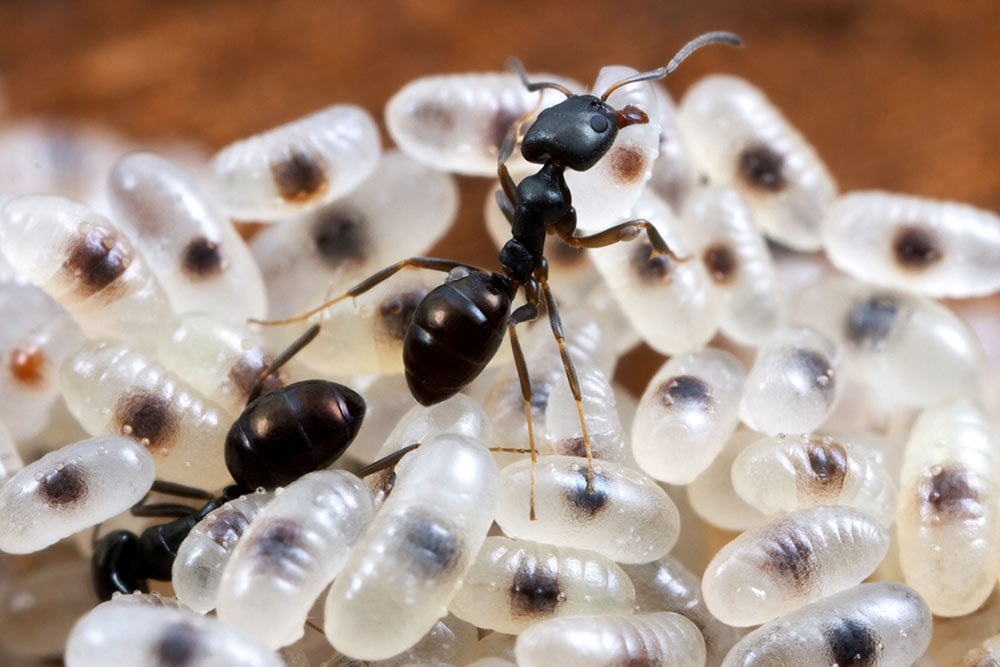 Black house ant and larvae image