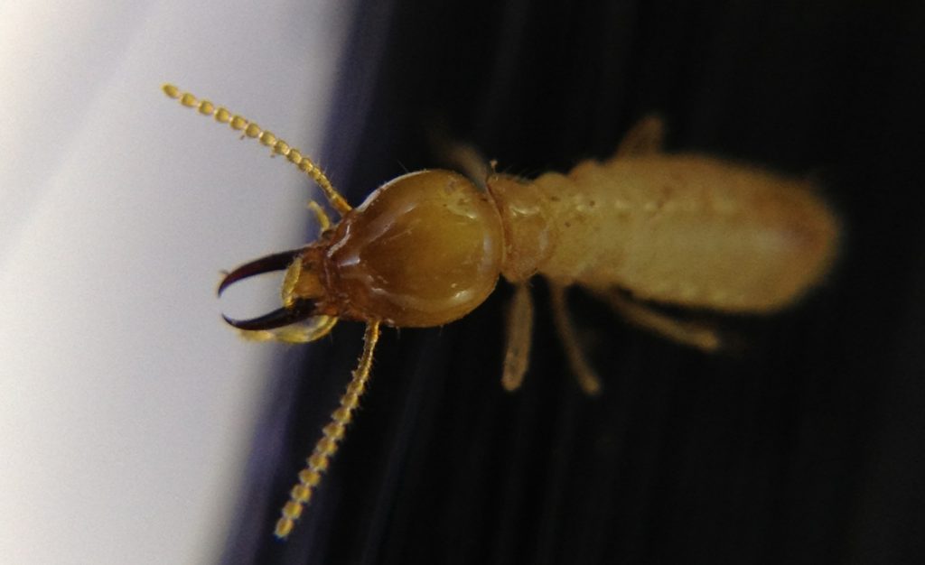 Coptotermes lacteus termite soldier