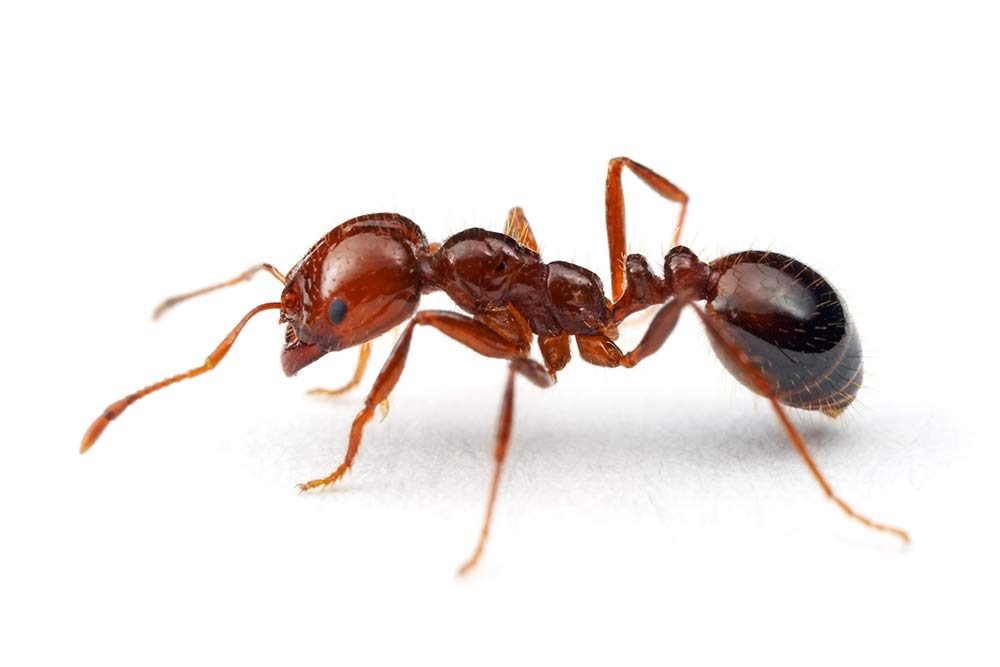 red imported fire ant worker image