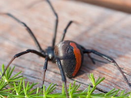 redback spider