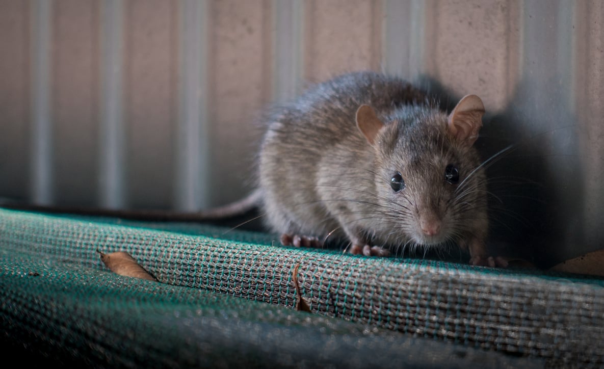 Black rat or roof rat (Rattus Rattus) in Australia Professional Pest Manager
