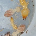 schedorhinotermes termites